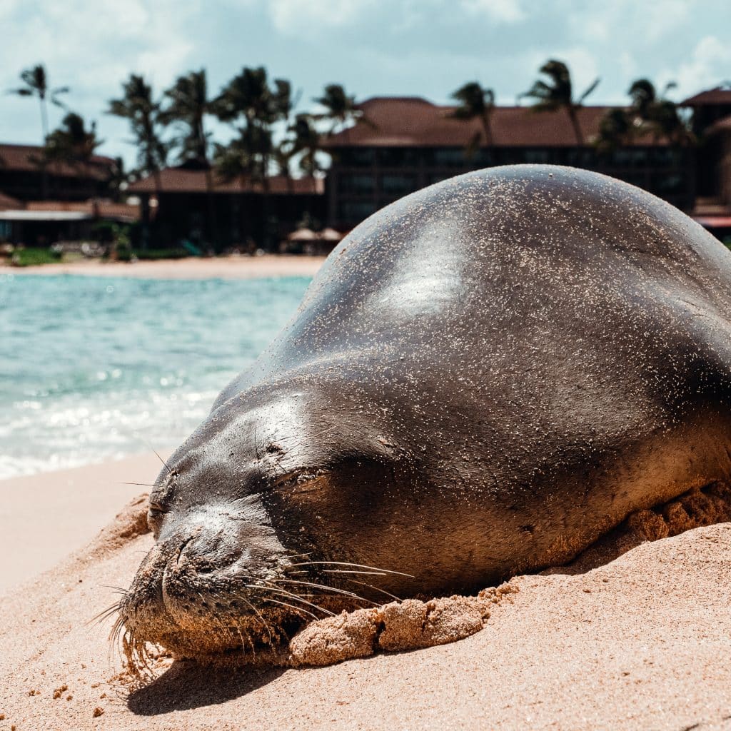 Customized tour Oahu/ Monk Seal in West Oahu