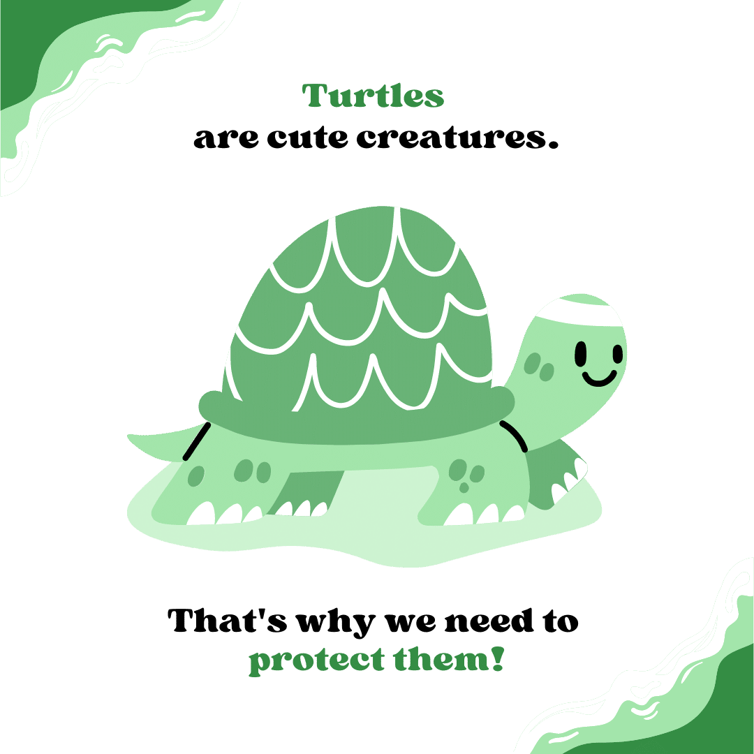 Green Sea Turtles in Hawaii, Honu Hawaiian Tours